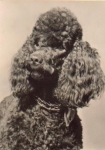Poodle, dog * approx. 1970