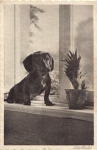 Dachshund at the window o 5.8.1931
