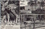 24576 Bad Bramstedt Rehkitz * ca. 1940