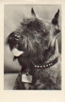 Schnauzer, dog o 16.9.1957