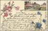 Cornflowers o 10.3.1901
