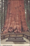 Trees General Sherman-Tree Sequoiy National Park o 14.5.1977