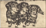 Dachshund real photo * ca. 1965