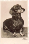 Dachshund real photo * approx. 1940