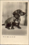 Dackel Serie 2295, * ca. 1940