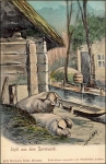Pig artist card Friedrichs * ca. 1900
