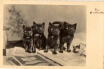 Cat real photo card o 9.10.1934