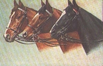 Horse heads artist card o 9.9.1915