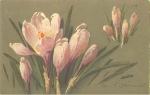 Crocus flowers, artist card C. Klein, * approx. 1910