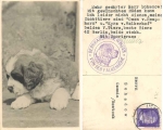 Berhardin kennel from the Falkenhoehe Bernhadiner puppy o 13.6.1944