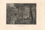 Brazil jungle scenery with snake Original steel engraving around 1856