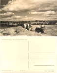 17258 Carwitz near Feldberg from the beans-Werder cows * 1962 Hanich0679