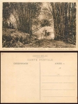 Kisantu Bambus Plantage AK um 1930