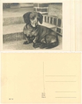 Dachshund * around 1940