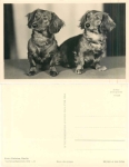 Dachshund * 1960