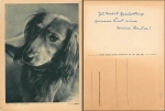 Dackel  gebr. ca.1940