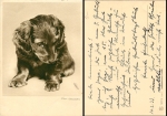 Dachshund 1933