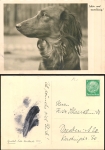 Dackel  gebr. ca. 1940