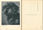I like the dachshund * around 1940