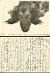 Dachshund 1941