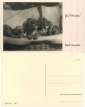 Dackel Welpen 