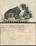 Dachshund with mirror o 14.6.1907