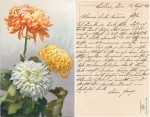 Dahlias photochromic series 530 no.1039 used 8/19/1913