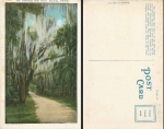 Daytona Florida Cathedral Oaks Drive *ca. 1930