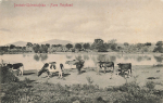 Farm Voigtland cows German South West Africa * around 1910