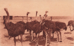 Government ostrich farm German South West Africa * around 1930