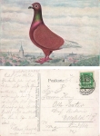 German carrier pigeon Roter Taeuber breed poultry o 5.3.1927
