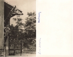 Dresden Zoo Giraffe House Hanich Photo * around 1960