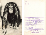 Dresden Zoo Chimpanzee Artwork with printing permission 1956 Hanich Verlag