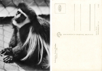 Dresden Zoological Garden Monkeys Gueraeza Monkey * 1970