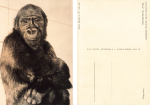 Dresden Zoological Garden Dima Gorilla Girl Monkey * around 1963