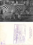 Dresden Zoological Garden Zebras. Artwork with printing permission, 1956  Hanich Verlag