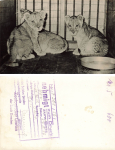Dresden Zoological Garden Young Lions. Artwork with printing permission, 1956. Hanich Verlag