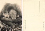 Dresden Zoological Garden Dima Gorilla Girl Monkey * around 1963