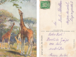 Dresden Zoological Garden Giraffes with Zebras Artist Card o 1925