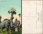 Elephants Ceylon * approx. 1920