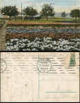 Erfurt Blumenfelder o 15.7.1914