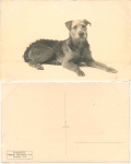 Fox terrier dog real photo *around 1930