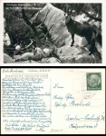 Chamois nest with eggs o 8.6.1941