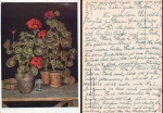 HDK273 Robert Knaus Geraniums bred 1948