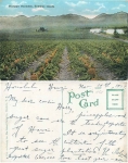 Hawaiian Islands Pineapple Plantation gebr. 10.11.1924