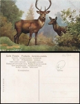 Hirsche mit Kuh im Wald Künstlerkarte H. B. S., * ca. 1930