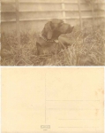Hund Echtfoto AK  ca.1920