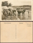 Camels at the Tränke (Arabia) * around 1920