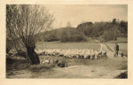02627 Kreckwitz sheep herd o 1926
