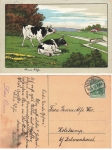 Cows lithograph Litho Luise Quesse Kuh o 16.5.1912